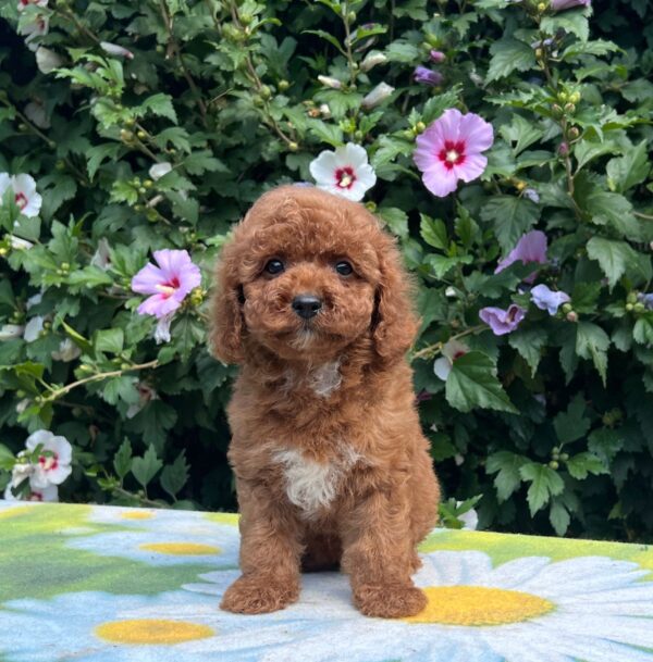 Cana Cavapoo