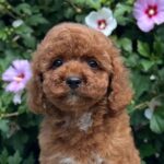 Cana-female-cavapoo-puppy-for-sale-1 (4)