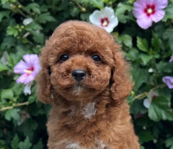 Cana Cavapoo