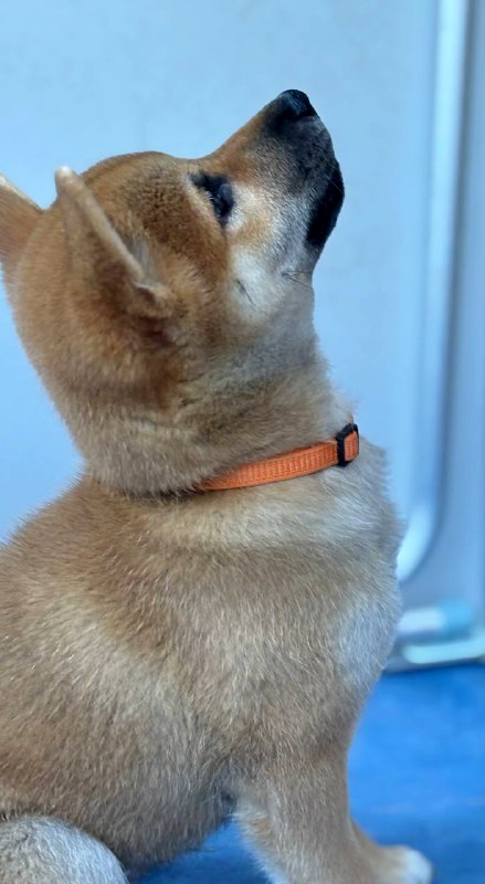 Casian Shiba Inu