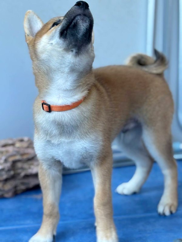 Casian Shiba Inu