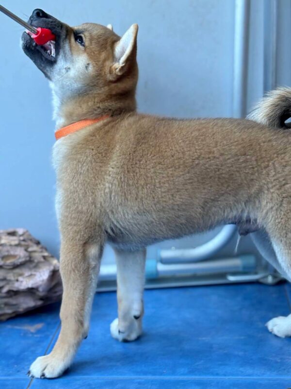 Casian Shiba Inu
