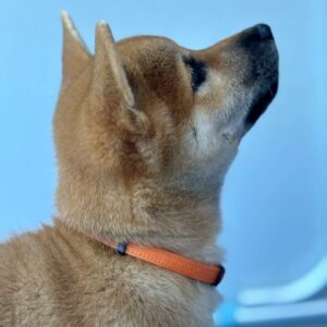 Casian Shiba Inu