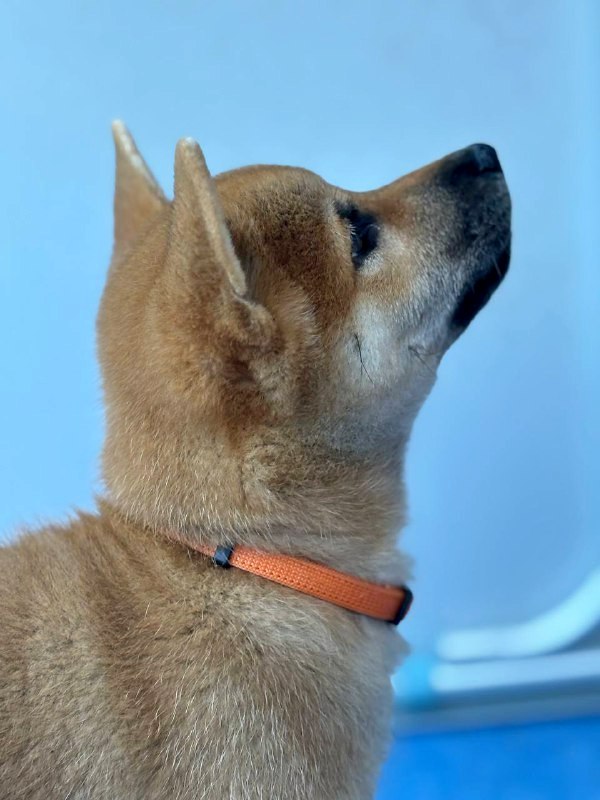 Casian Shiba Inu