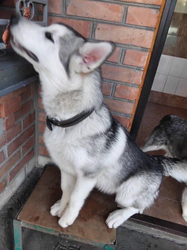 Champion Alaskan Malamute