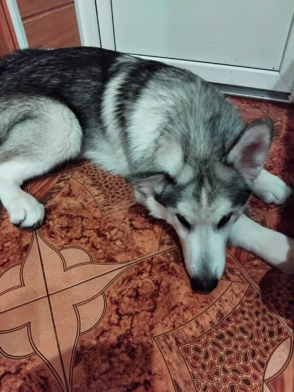 Champion Alaskan Malamute