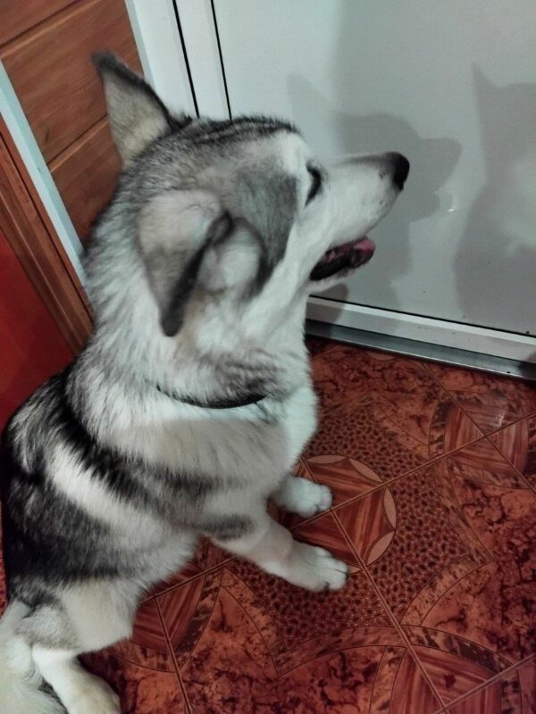Champion Alaskan Malamute