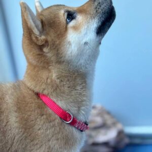 Chinzano Shiba Inu