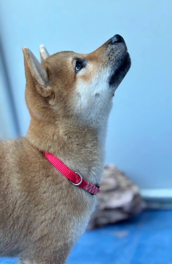 Chinzano Shiba Inu