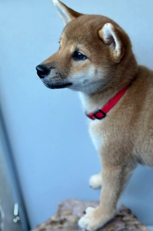 Chinzano Shiba Inu