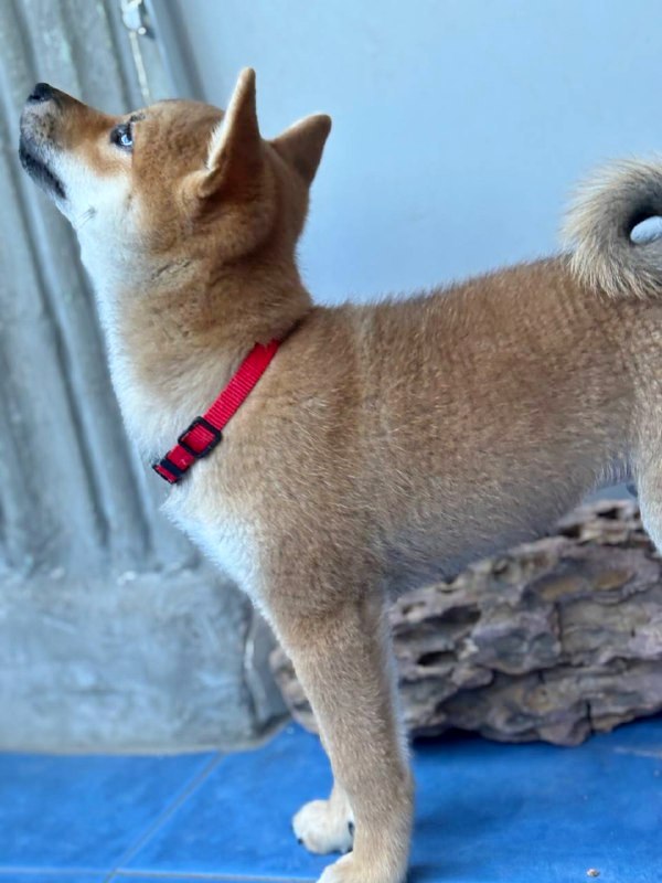Chinzano Shiba Inu