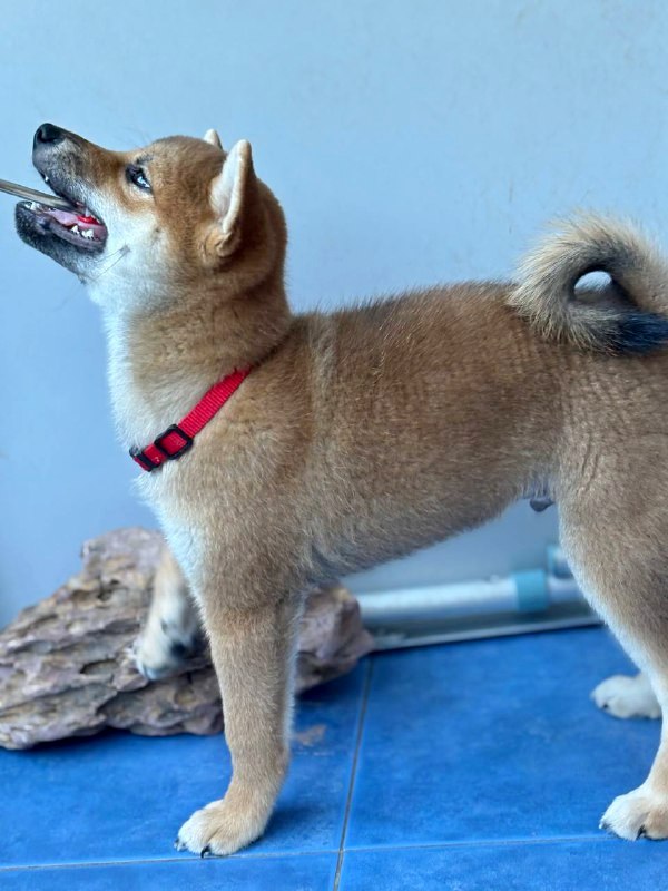 Chinzano Shiba Inu