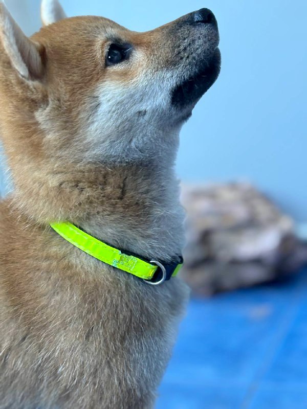 Cirilla Shiba Inu