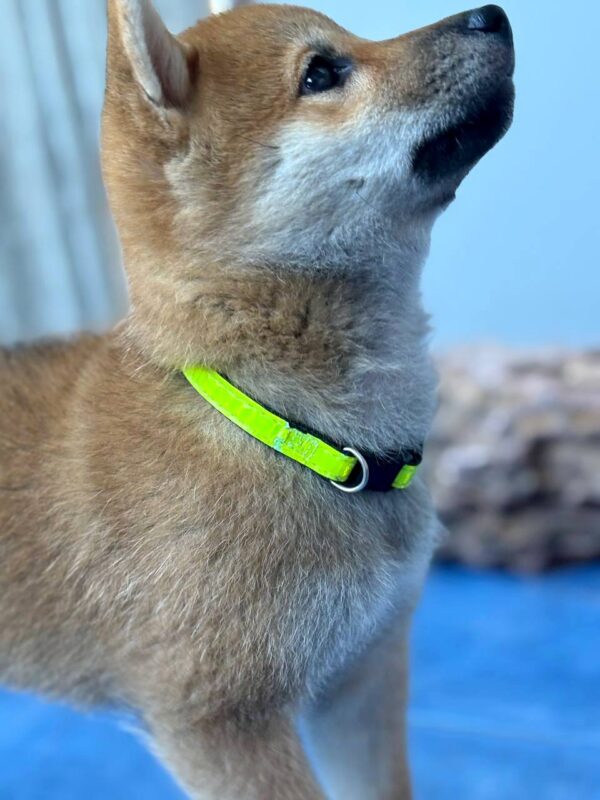 Cirilla Shiba Inu
