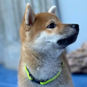 Cirilla Shiba Inu