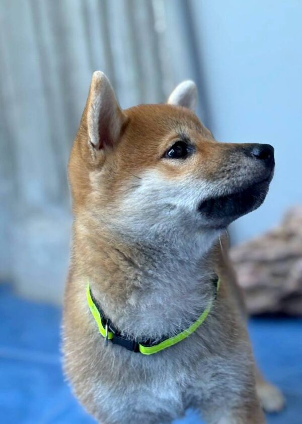 Cirilla Shiba Inu