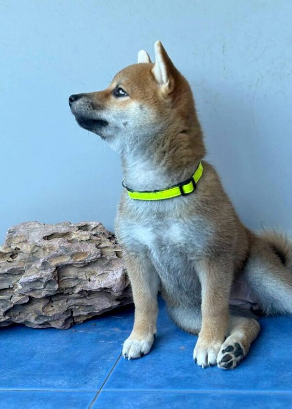 Cirilla Shiba Inu