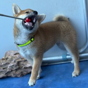 Cirilla Shiba Inu