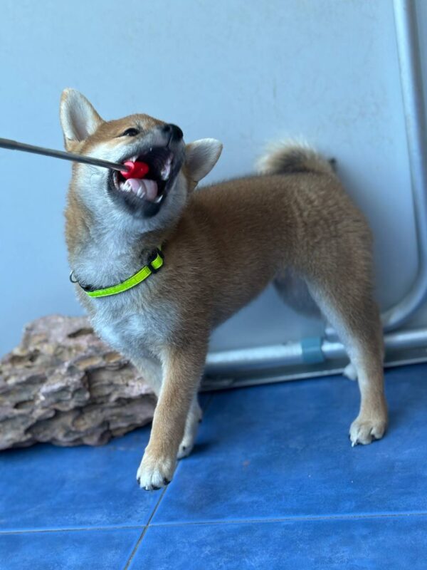 Cirilla Shiba Inu