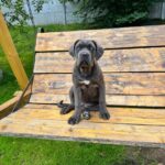 Dzhyna Cane Corso