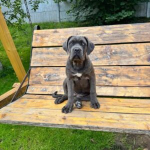Dakota Cane Corso