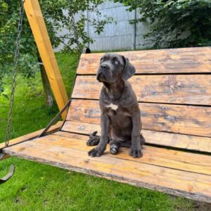 Dakota Cane Corso