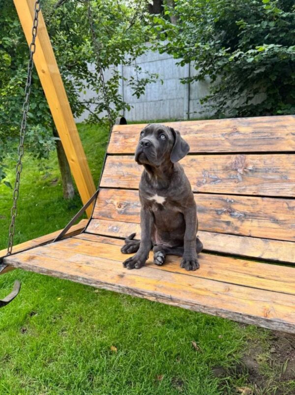Dakota Cane Corso