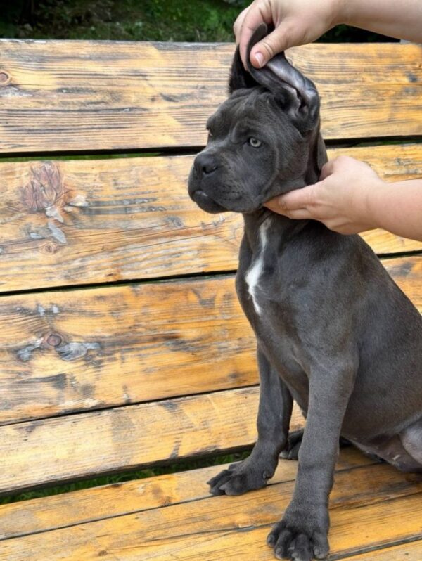 Dinara Cane Corso