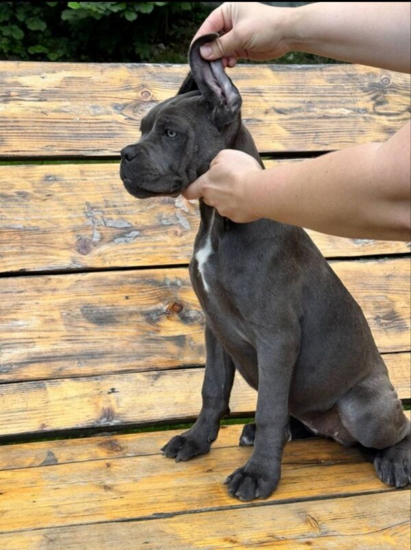 Dinara Cane Corso
