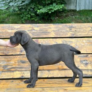 Dinara Cane Corso