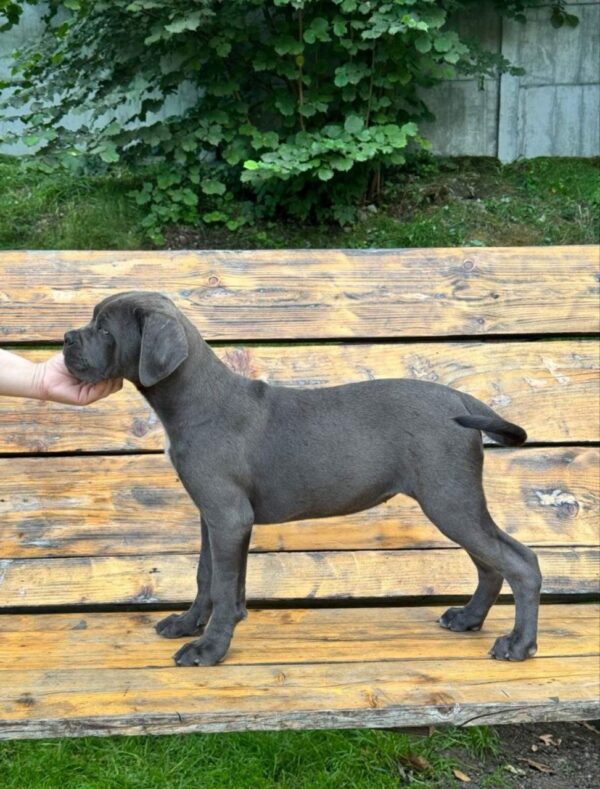 Dinara Cane Corso