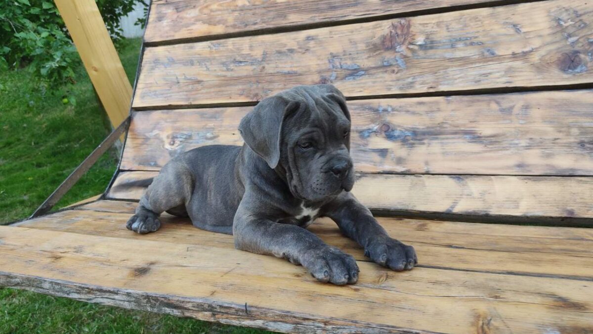 Blue Spanish Mastiff Price Full Grown Spanish Mastiff Pure Breed