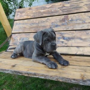 Dominicana Cane Corso