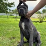 DOMINICO-male-Corso-puppy-for-sale-1
