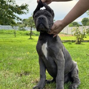 Dominico Cane Corso