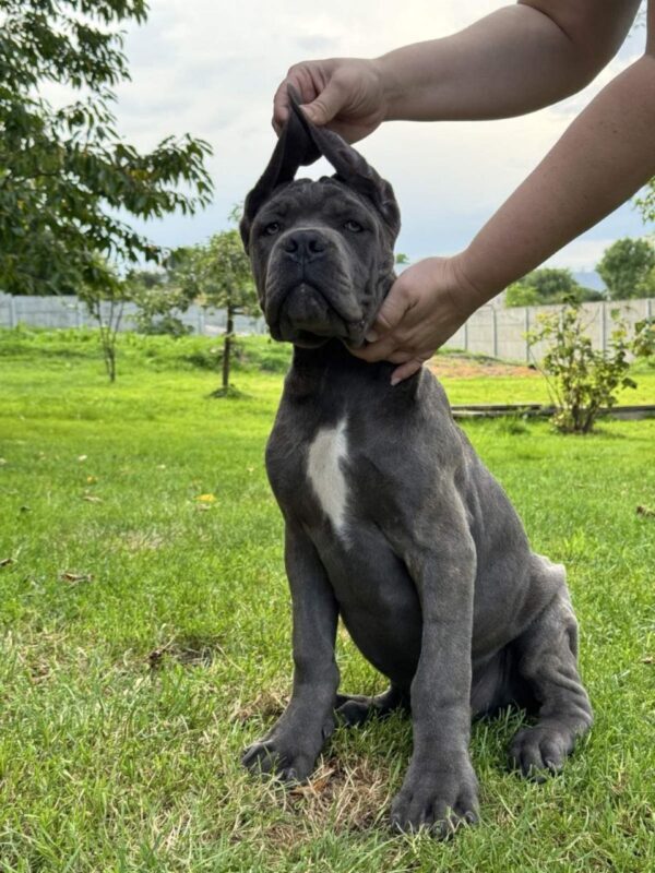 Dominico Cane Corso
