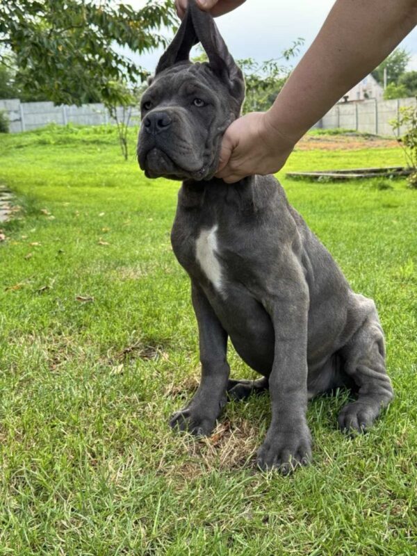 Dominico Cane Corso