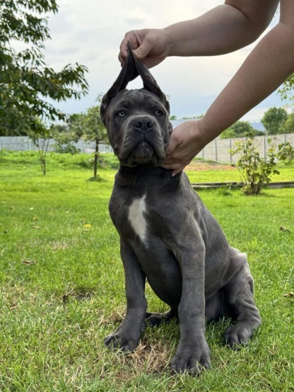 Dominico Cane Corso