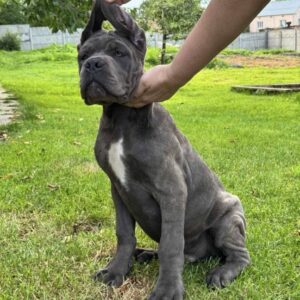 Dominico Cane Corso