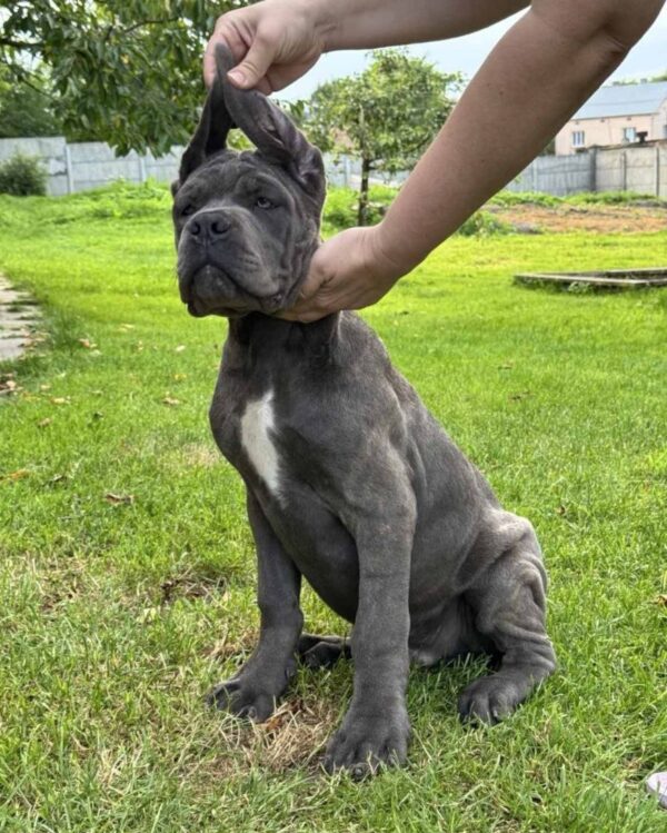 Dominico Cane Corso