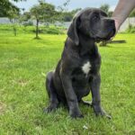 DOMINICO-male-Corso-puppy-for-sale-5