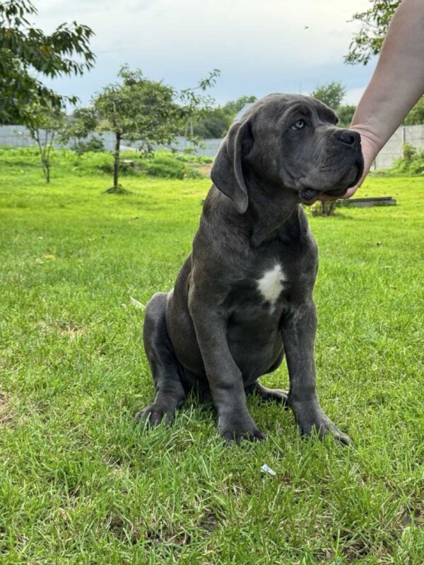 Dominico Cane Corso