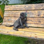 DZHYNA-female-Corso-puppy-for-sale-1