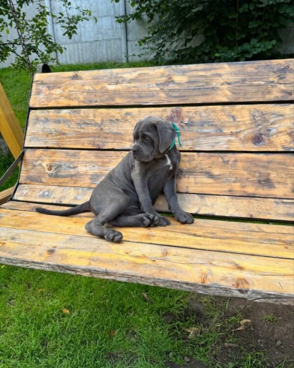 Dzhyna Cane Corso