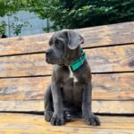 DZHYNA-female-Corso-puppy-for-sale-2