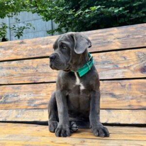 Dzhyna Cane Corso