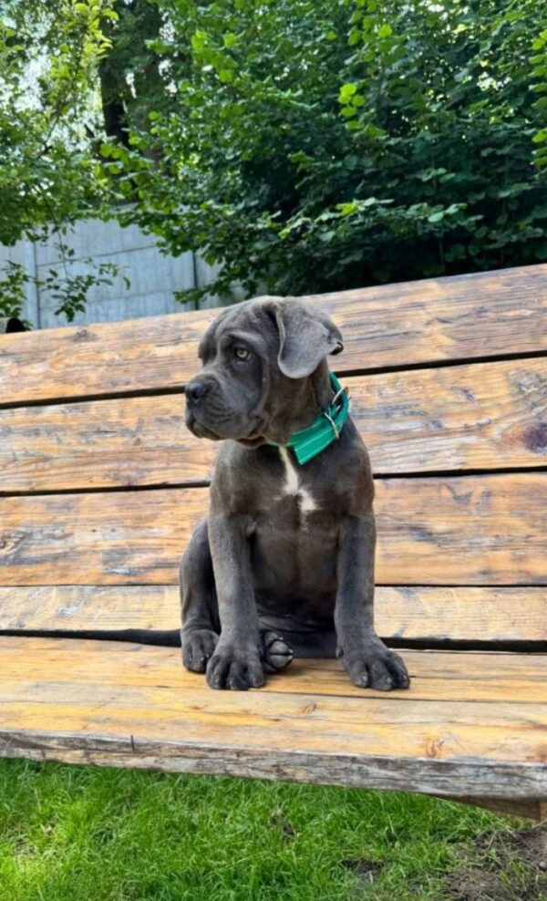 Dzhyna Cane Corso