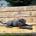 DZHYNA-female-Corso-puppy-for-sale-3