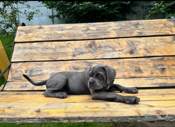 Dzhyna Cane Corso