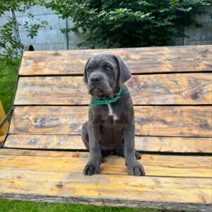 Dzhyna Cane Corso